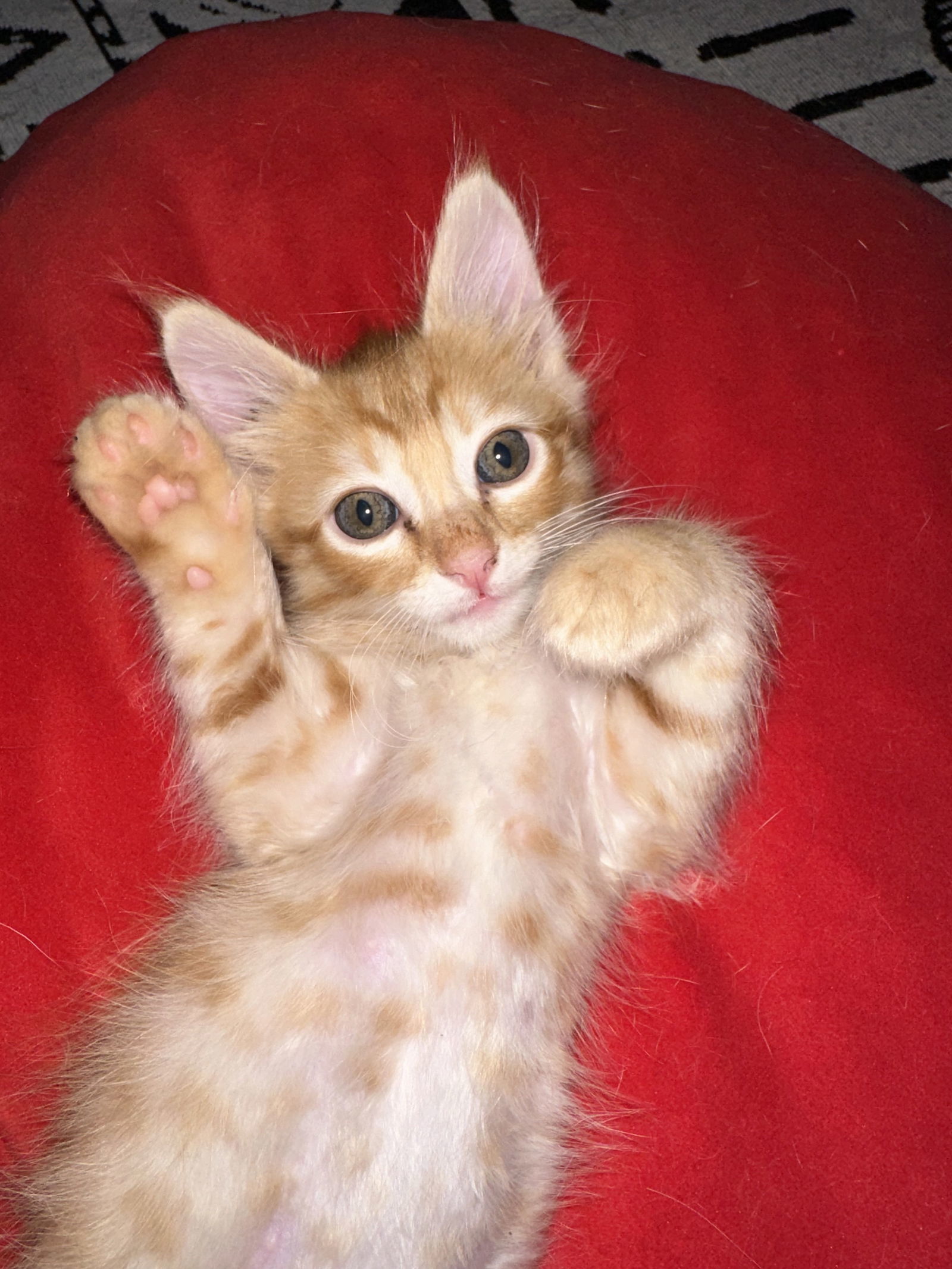 Max, an adoptable Domestic Medium Hair in El Centro, CA, 92243 | Photo Image 1