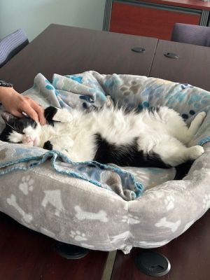 Domino
