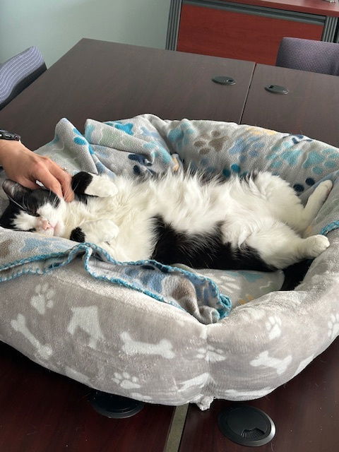Domino