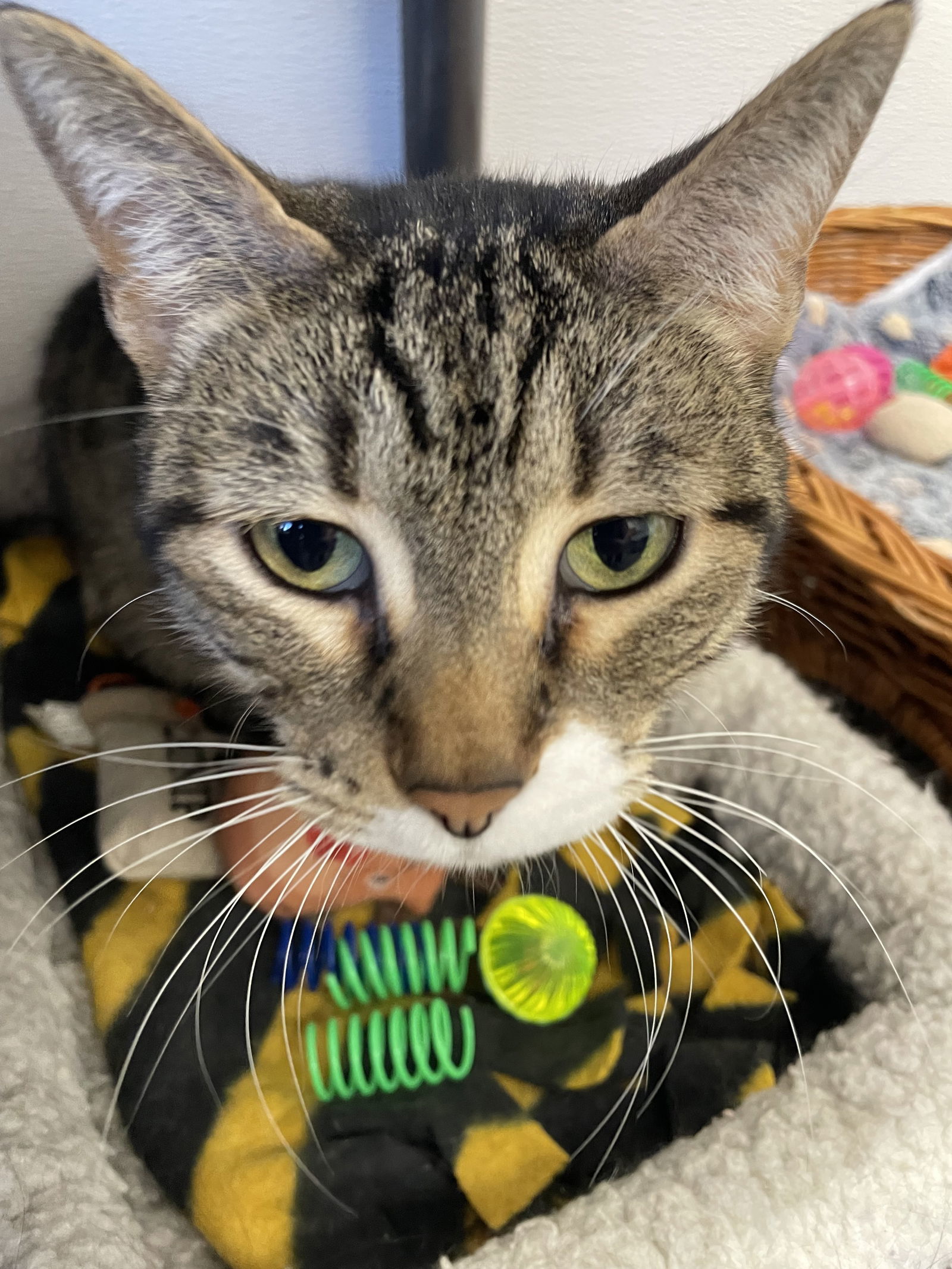 Snowflake (Chatty Tabby) - $70, an adoptable Domestic Short Hair in Emmett, ID, 83617 | Photo Image 1