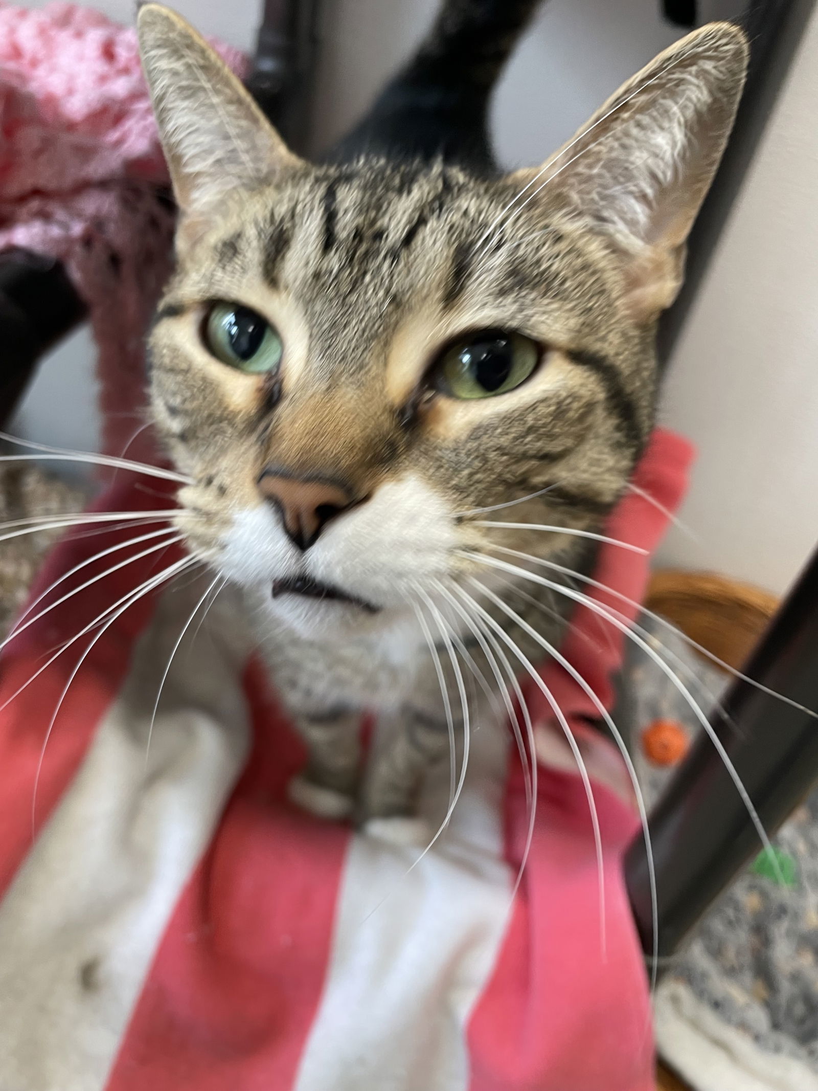 Snowflake (Chatty Tabby) - $70, an adoptable Domestic Short Hair in Emmett, ID, 83617 | Photo Image 2