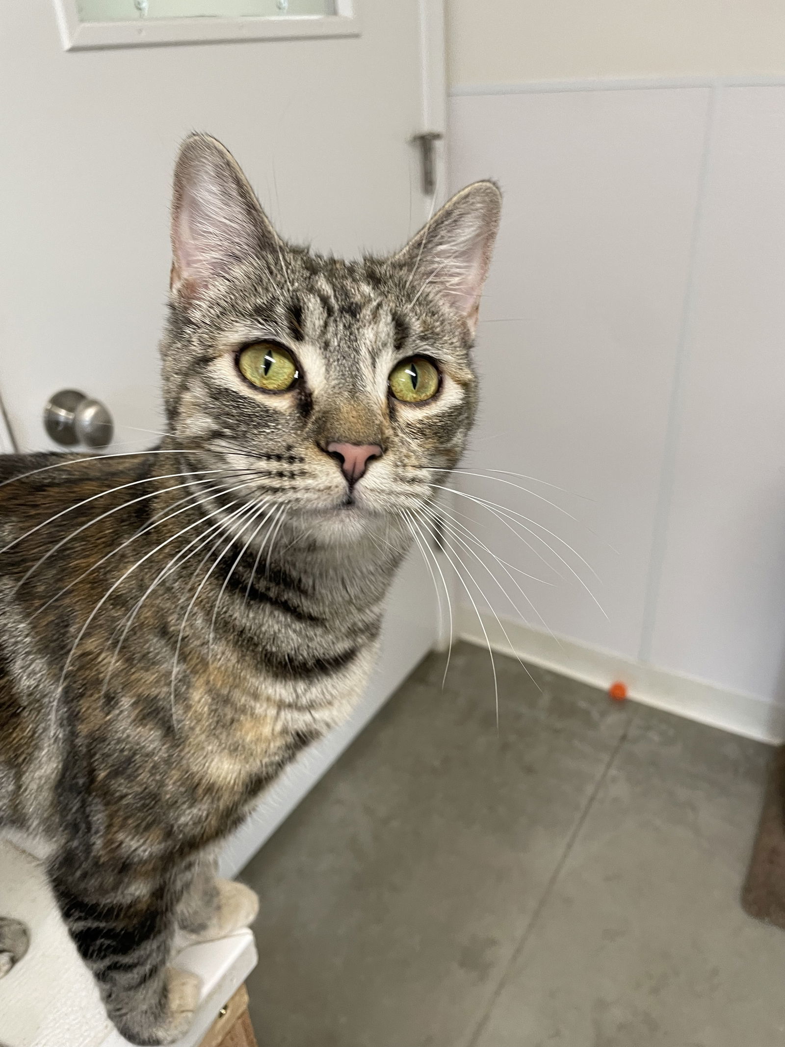 Sadie aka Sassy (Calico Tabby) - $70, an adoptable Domestic Short Hair in Emmett, ID, 83617 | Photo Image 1