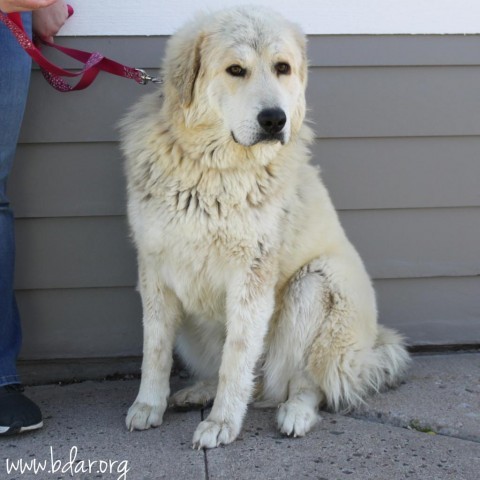 Polly, an adoptable Tibetan Mastiff, Great Pyrenees in Cheyenne, WY, 82009 | Photo Image 1