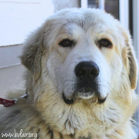Polly, an adoptable Tibetan Mastiff, Great Pyrenees in Cheyenne, WY, 82009 | Photo Image 2