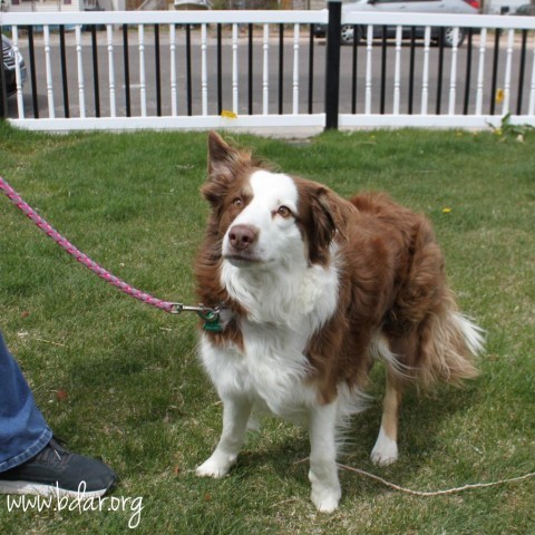 Chloe, an adoptable Border Collie, Australian Shepherd in Cheyenne, WY, 82009 | Photo Image 2