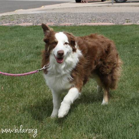 Chloe, an adoptable Border Collie, Australian Shepherd in Cheyenne, WY, 82009 | Photo Image 3