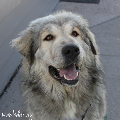 Luna, an adoptable Tibetan Mastiff, Great Pyrenees in Cheyenne, WY, 82009 | Photo Image 1