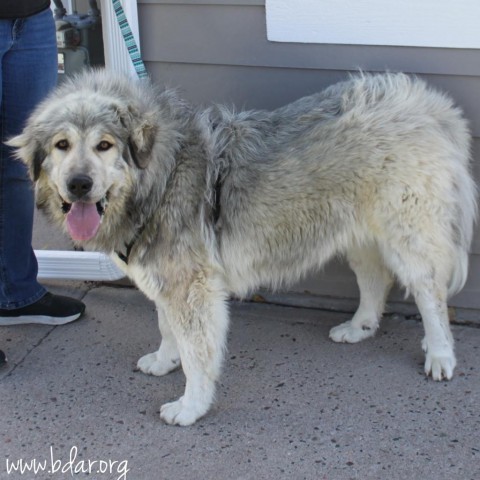 Luna, an adoptable Tibetan Mastiff, Great Pyrenees in Cheyenne, WY, 82009 | Photo Image 2