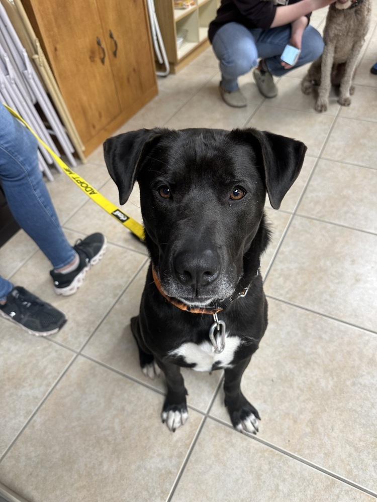 Oscar, an adoptable Mixed Breed in Rapid City, SD, 57702 | Photo Image 2