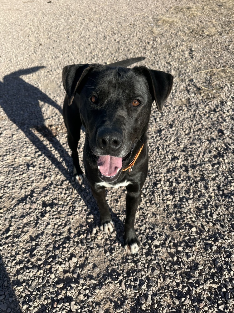 Oscar, an adoptable Mixed Breed in Rapid City, SD, 57702 | Photo Image 4