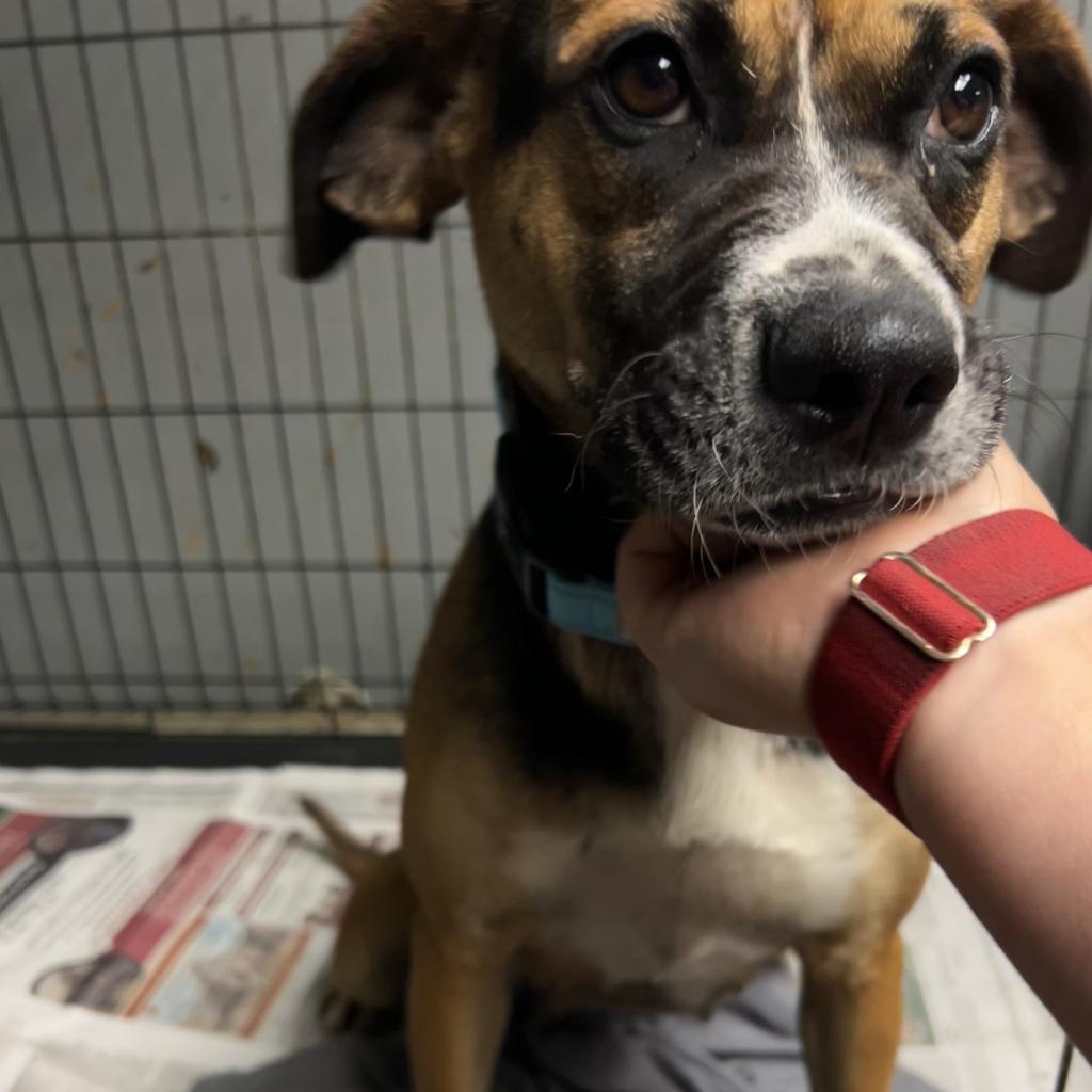 Peach, an adoptable Mixed Breed in Bennettsville, SC, 29512 | Photo Image 1