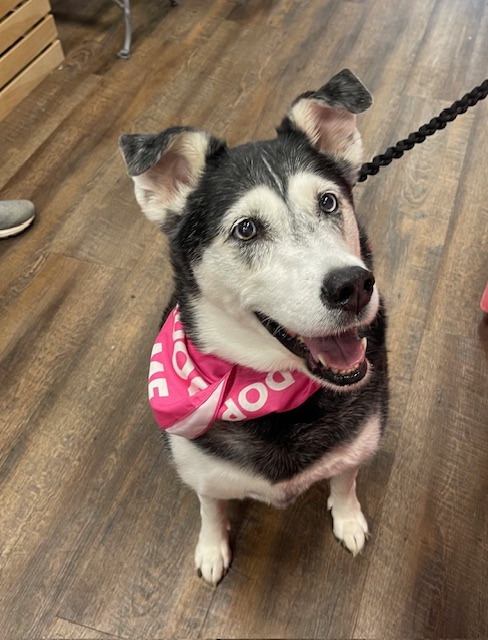 Harley A048458 1