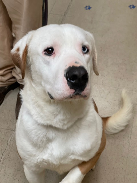 Ace A047474 1
