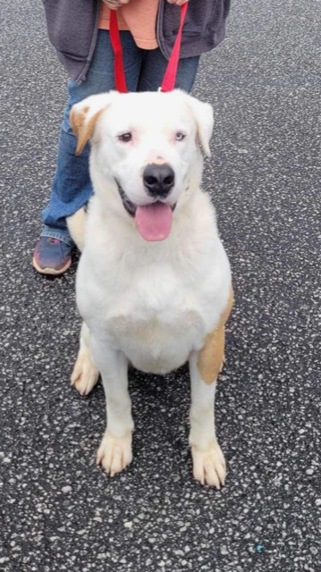 Ace A047474 2