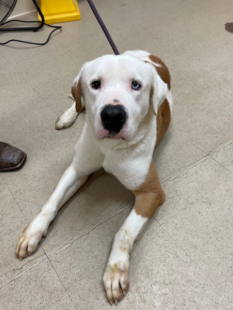 Ace A047474 3