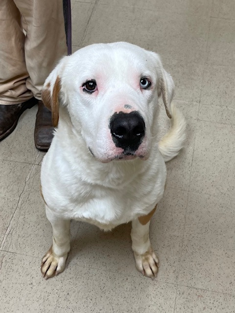 Ace A047474 4