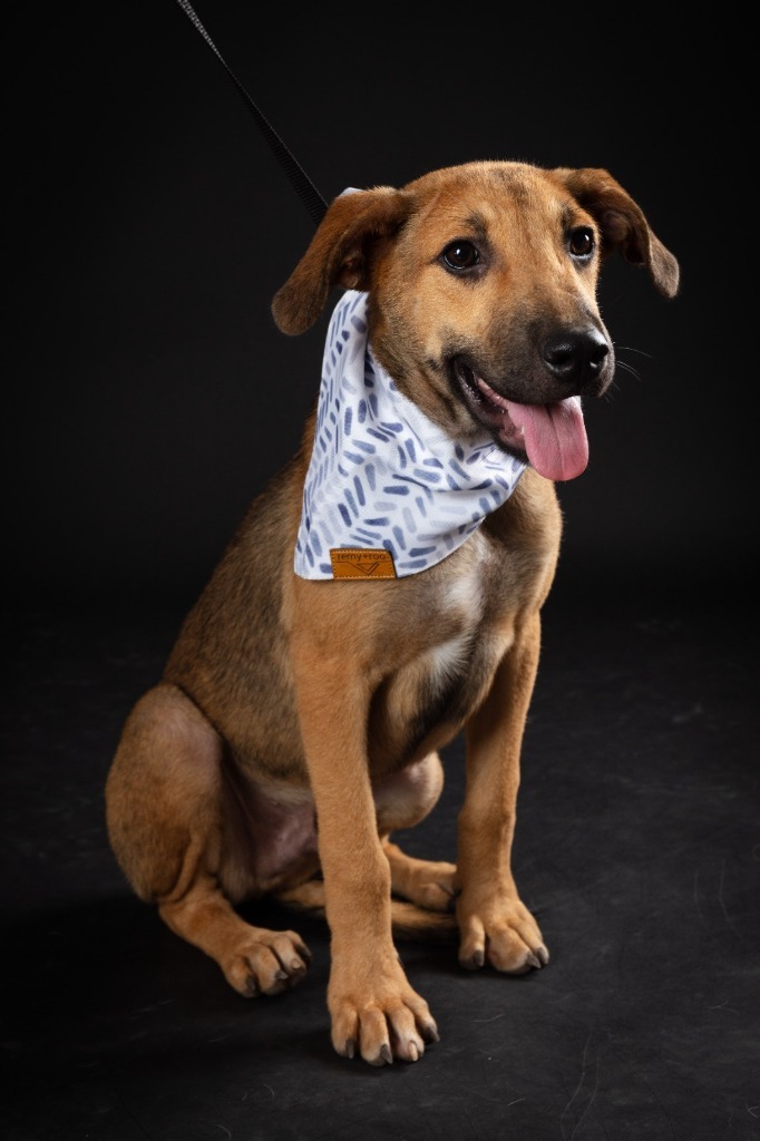 Mort, an adoptable Mixed Breed in San Juan de Abajo, NAY, 63732 | Photo Image 1