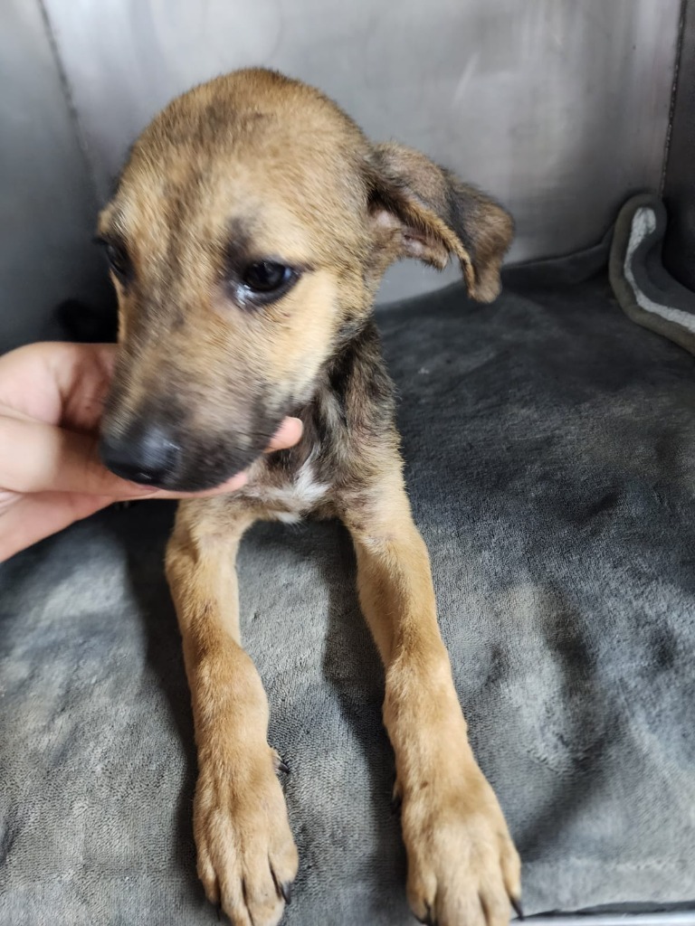 Mort, an adoptable Mixed Breed in San Juan de Abajo, NAY, 63732 | Photo Image 2