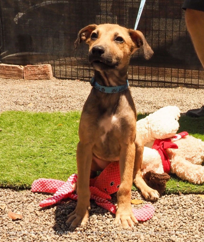 Mort, an adoptable Mixed Breed in San Juan de Abajo, NAY, 63732 | Photo Image 3