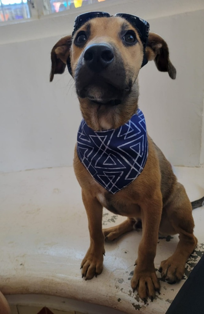 Mort, an adoptable Mixed Breed in San Juan de Abajo, NAY, 63732 | Photo Image 4