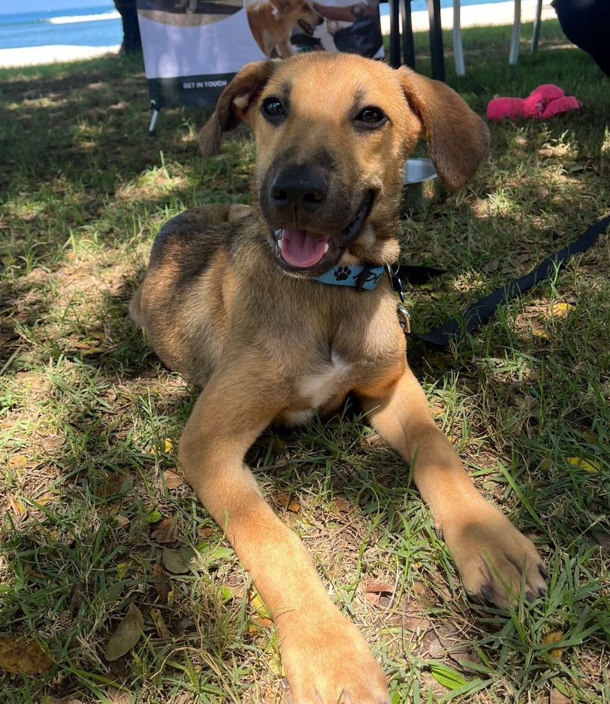 Mort, an adoptable Mixed Breed in San Juan de Abajo, NAY, 63732 | Photo Image 5