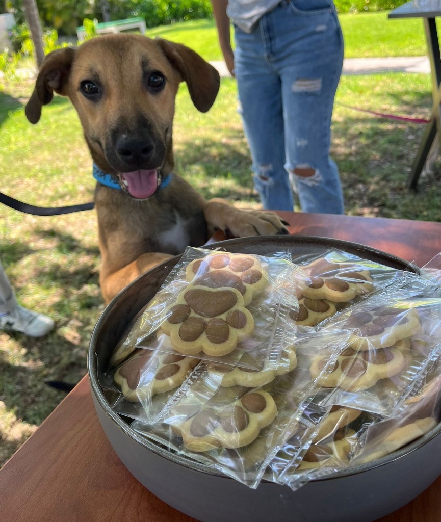 Mort, an adoptable Mixed Breed in San Juan de Abajo, NAY, 63732 | Photo Image 6