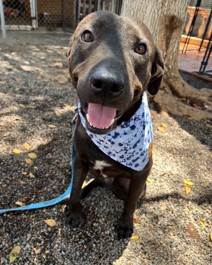 Rico, an adoptable Mixed Breed in San Juan de Abajo, NAY, 63732 | Photo Image 1