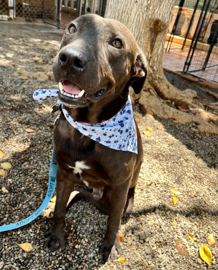 Rico, an adoptable Mixed Breed in San Juan de Abajo, NAY, 63732 | Photo Image 3