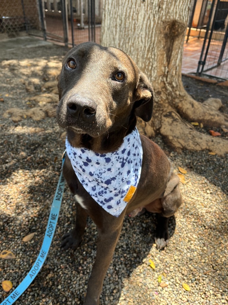 Rico, an adoptable Mixed Breed in San Juan de Abajo, NAY, 63732 | Photo Image 4