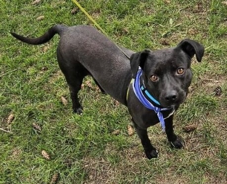 Howard, an adoptable Australian Kelpie, Black Labrador Retriever in Thompson Falls, MT, 59873 | Photo Image 1