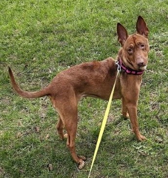 Cupcake, an adoptable Bull Terrier, Chesapeake Bay Retriever in Thompson Falls, MT, 59873 | Photo Image 1