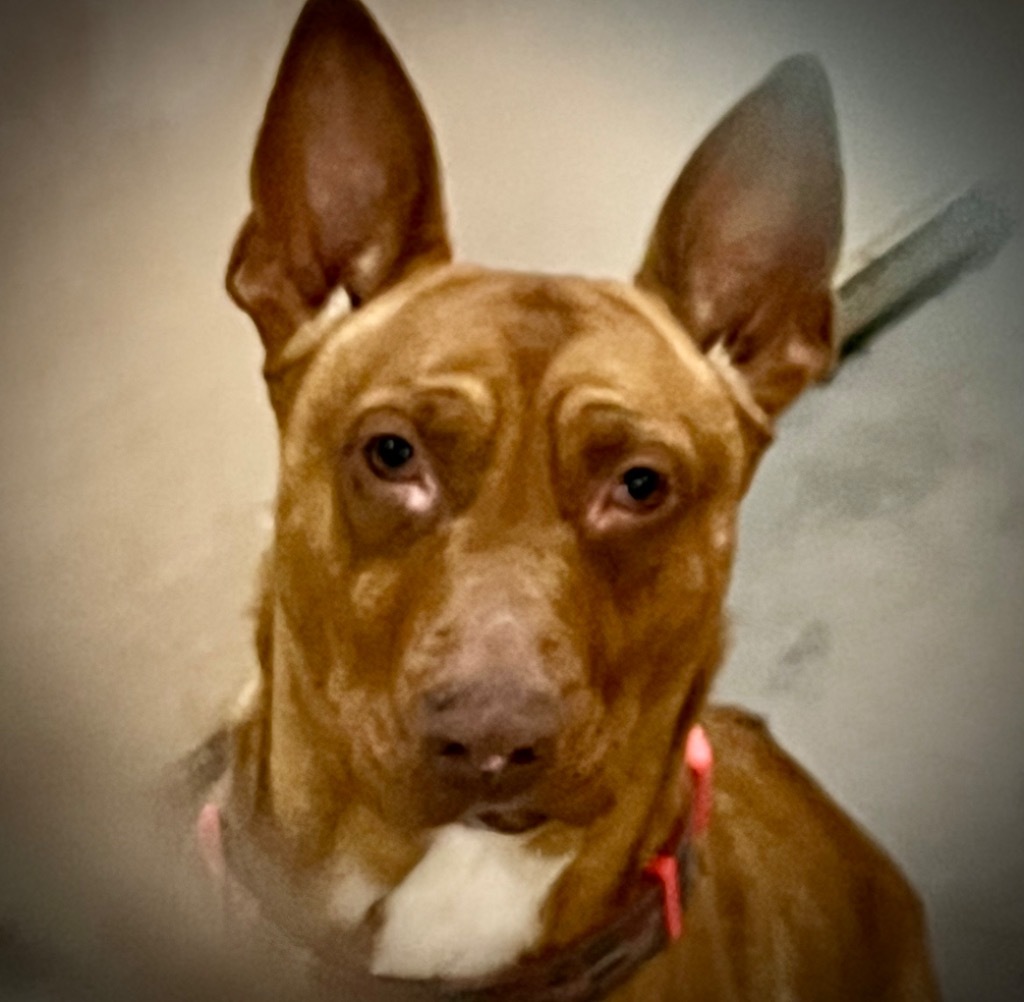 Cupcake, an adoptable Bull Terrier, Chesapeake Bay Retriever in Thompson Falls, MT, 59873 | Photo Image 4