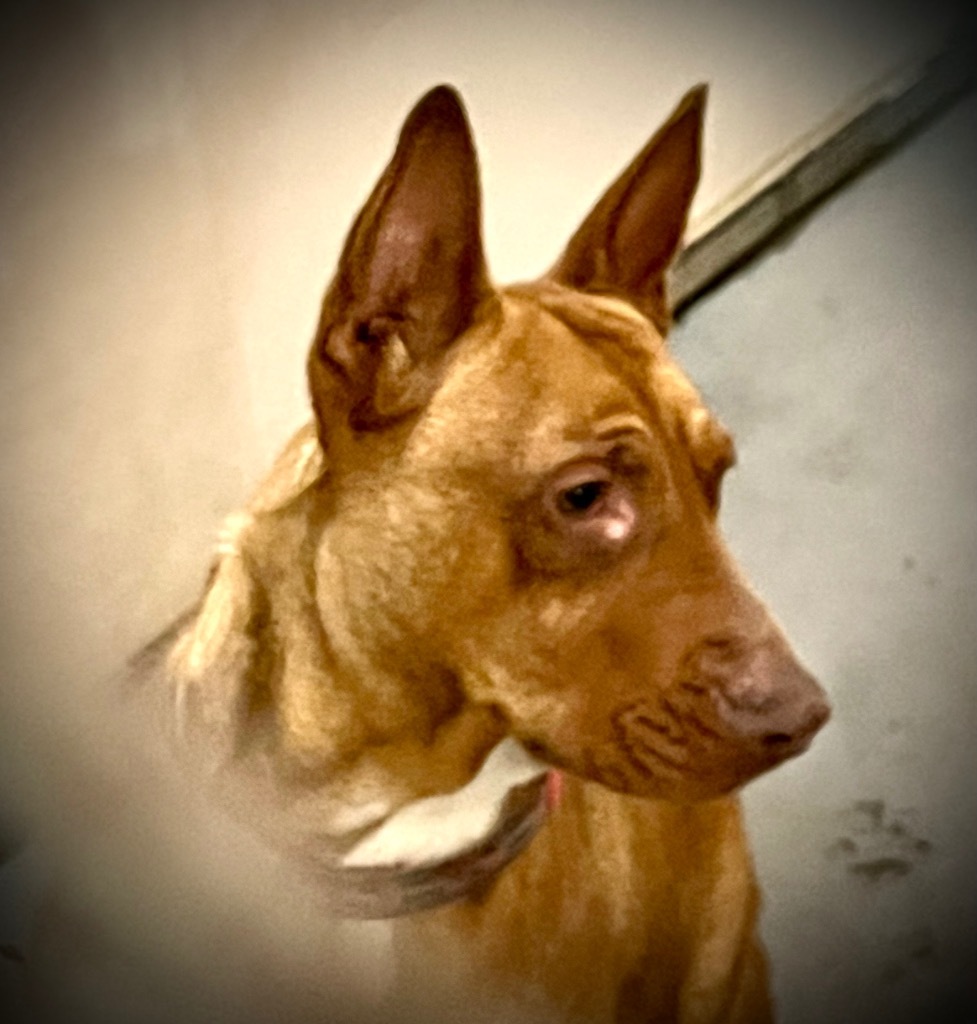 Cupcake, an adoptable Bull Terrier, Chesapeake Bay Retriever in Thompson Falls, MT, 59873 | Photo Image 5