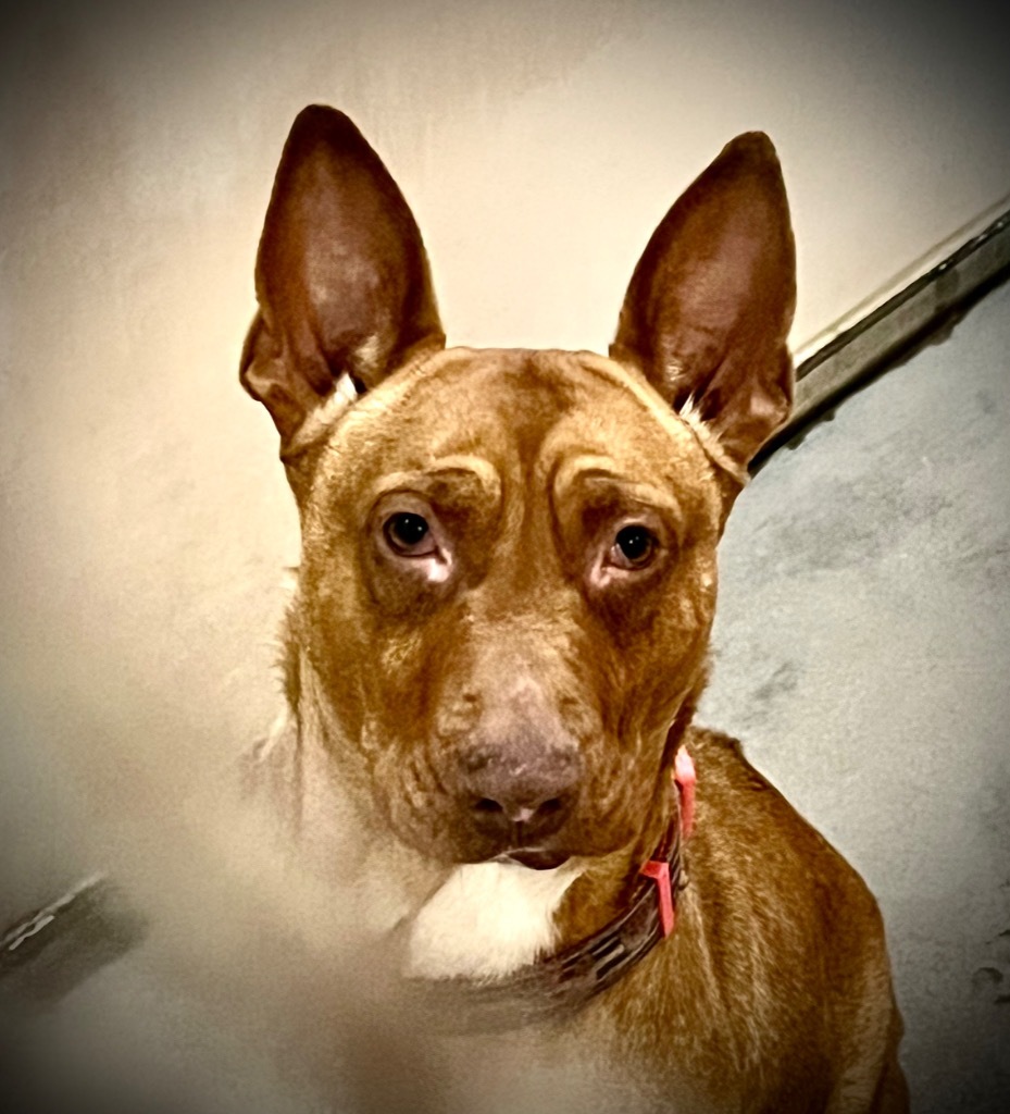 Cupcake, an adoptable Bull Terrier, Chesapeake Bay Retriever in Thompson Falls, MT, 59873 | Photo Image 6