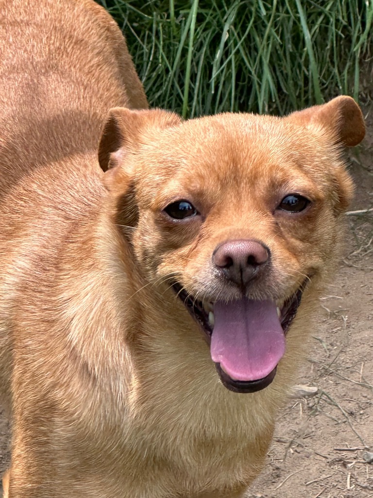 Barkley, an adoptable Chihuahua, Fox Terrier in Thompson Falls, MT, 59873 | Photo Image 1