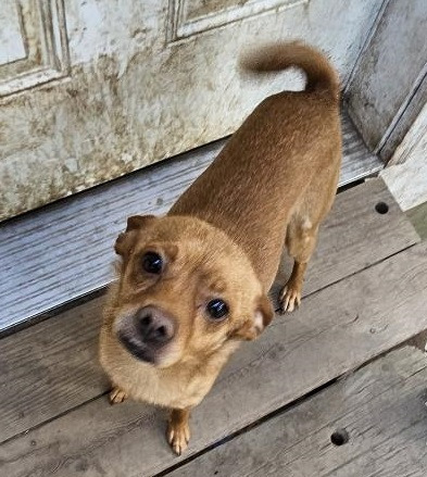 Barkley, an adoptable Chihuahua, Fox Terrier in Thompson Falls, MT, 59873 | Photo Image 4