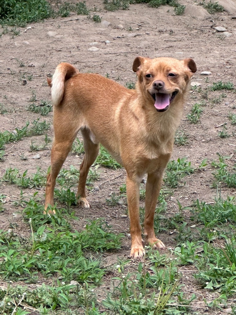 Barkley, an adoptable Chihuahua, Fox Terrier in Thompson Falls, MT, 59873 | Photo Image 5