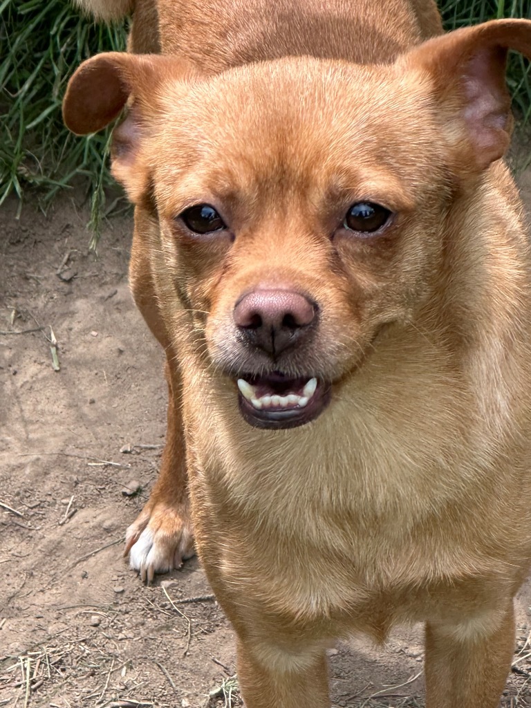 Barkley, an adoptable Chihuahua, Fox Terrier in Thompson Falls, MT, 59873 | Photo Image 6