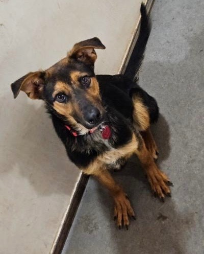 Eric, an adoptable Australian Shepherd in Thompson Falls, MT, 59873 | Photo Image 1