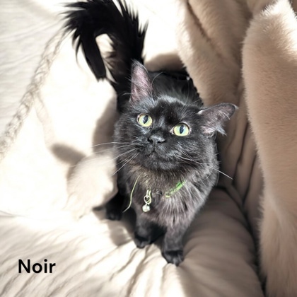 Noir