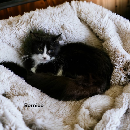 Bernice 1