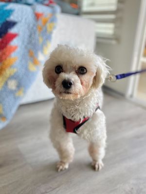 Dior is an 8-month-old male Maltese who weighs 7 lbs We found him wandering as a stray in Seongnam-