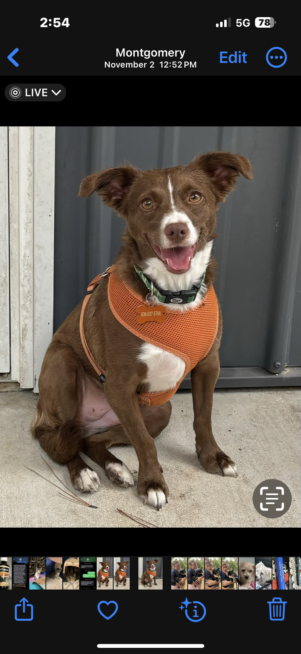 Willow, an adoptable Spaniel, Australian Kelpie in Montgomery, TX, 77316 | Photo Image 1