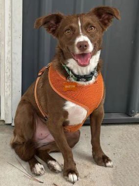 Willow (Dog), an adoptable Spaniel, Australian Kelpie in Montgomery, TX, 77316 | Photo Image 1