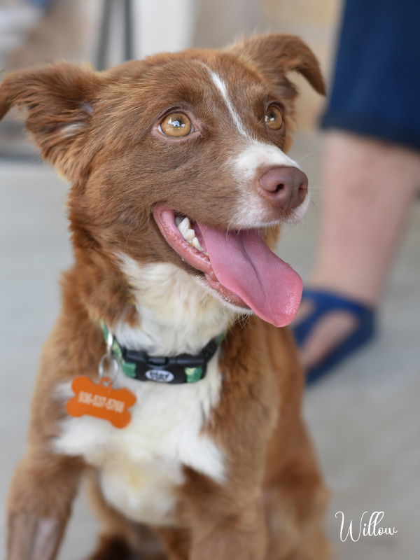 Willow (Dog), an adoptable Spaniel, Australian Kelpie in Montgomery, TX, 77316 | Photo Image 1