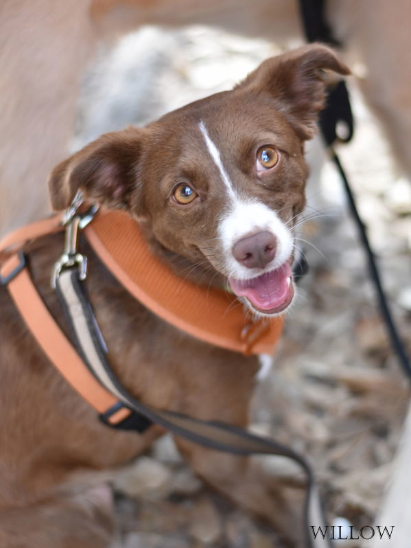 Willow (Dog), an adoptable Spaniel, Australian Kelpie in Montgomery, TX, 77316 | Photo Image 1