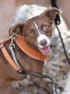 Willow (Dog) photo 1