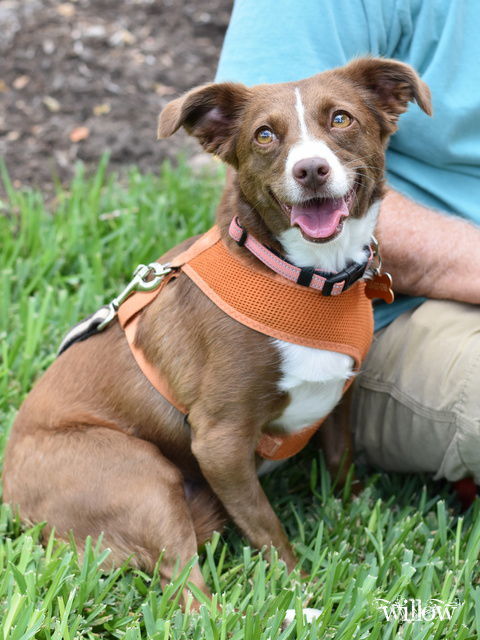 Willow (Dog)