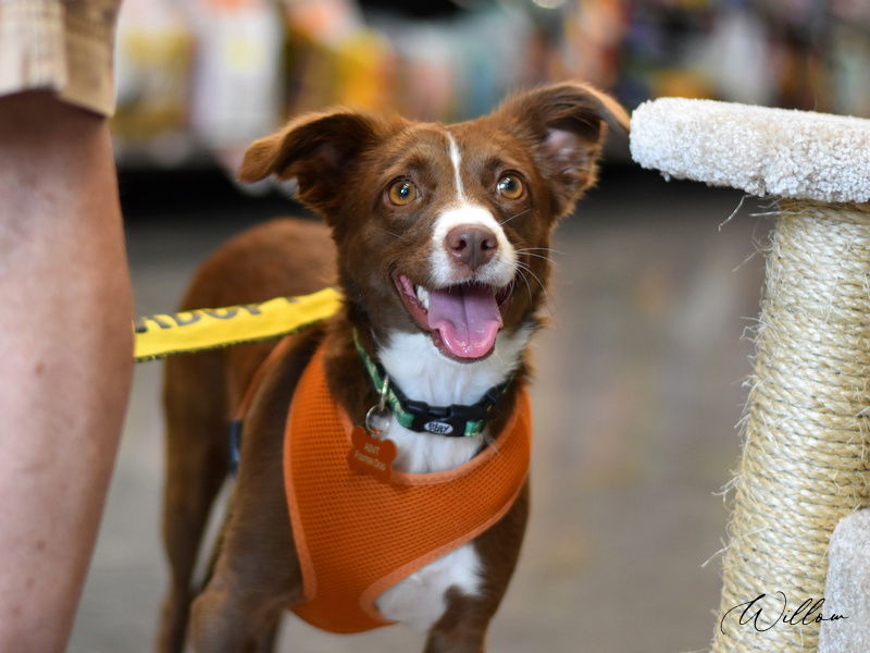 Willow, an adoptable Spaniel, Australian Kelpie in Montgomery, TX, 77316 | Photo Image 2