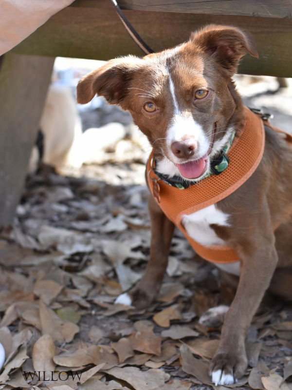 Willow (Dog), an adoptable Spaniel, Australian Kelpie in Montgomery, TX, 77316 | Photo Image 2